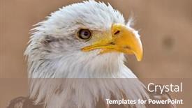  Presentation with eagle - PPT theme having bald-eagle-haliaeetus-leucocephalus-portrait background and a coral colored foreground
