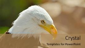  Presentation with bald eagle flying - Colorful PPT theme enhanced with image of a military tank backdrop and a light gray colored foreground