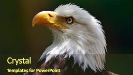  Presentation with bald eagle flying - Presentation theme consisting of bald eagle haliaeetus leucocephalus portrait background and a tawny brown colored foreground
