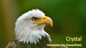  Presentation with eagle - Amazing presentation theme having bald eagle haliaeetus leucocephalus portrait backdrop and a tawny brown colored foreground