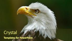 Presentation with eagle - Presentation design with bald eagle haliaeetus leucocephalus portrait background and a tawny brown colored foreground