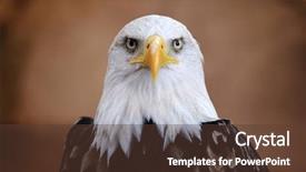  Presentation with bald - Slide set enhanced with bald eagle haliaeetus leucocephalus portrait background and a tawny brown colored foreground