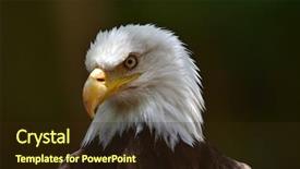 Presentation with eagle - Cool new theme with bald eagle haliaeetus leucocephalus portrait backdrop and a wine colored foreground