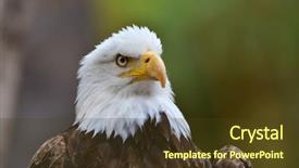  Presentation with bald eagle flying - PPT theme with bald eagle haliaeetus leucocephalus portrait background and a tawny brown colored foreground