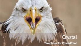  Presentation with bald - Presentation theme consisting of bald eagle haliaeetus leucocephalus portrait background and a coral colored foreground