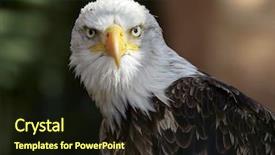  Presentation with eagle - Beautiful slides featuring bald eagle haliaeetus leucocephalus portrait backdrop and a wine colored foreground