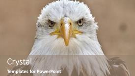  Presentation with bald - Presentation theme enhanced with bald-eagle-haliaeetus-leucocephalus-portrait background and a coral colored foreground