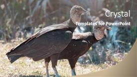  Presentation with eagle - PPT theme with bald-eagle-haliaeetus-leucocephalus background and a gray colored foreground