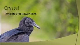  Presentation with bald eagle flying - Presentation design consisting of bald-eagle-haliaeetus-leucocephalus background and a gold colored foreground