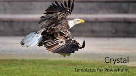  Presentation with bald eagle flying - PPT theme featuring bald eagle haliaeetus leucocephalus background and a gold colored foreground
