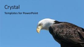  Presentation with bald eagle flying - Beautiful presentation theme featuring bald eagle headshot with copyspace backdrop and a  colored foreground