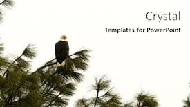  Presentation with eagle - Colorful slide set enhanced with bald-eagle-in-a-tree backdrop and a white colored foreground