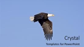  Presentation with flight - Audience pleasing theme consisting of bald eagle in flight isolated backdrop and a  colored foreground