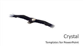  Presentation with bald - Amazing slide deck having bald eagle in flight isolated backdrop and a white colored foreground