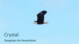  Presentation with eagle - Amazing theme having bald eagle in flight backdrop and a sky blue colored foreground