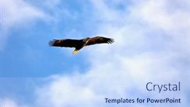  Presentation with eagle - Cool new presentation theme with bald-eagle-in-flight backdrop and a sky blue colored foreground