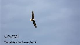 Presentation with bald eagle flying - Beautiful PPT theme featuring bald eagle in flight backdrop and a light blue colored foreground