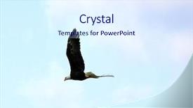  Presentation with soaring - Amazing slide set having bald eagle in flight backdrop and a  colored foreground