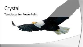  Presentation with bald - Colorful presentation theme enhanced with bald eagle isolated on white backdrop and a white colored foreground