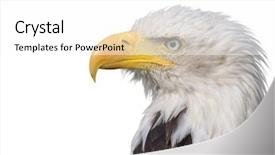  Presentation with eagle - Slide set consisting of bald eagle isolated on white background and a white colored foreground