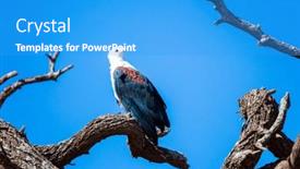  Presentation with eagle - Presentation design featuring bald-eagle-observes-the-surroundings background and a teal colored foreground