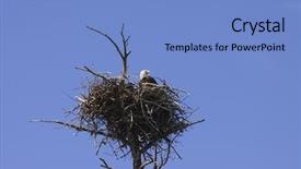  Presentation with yellowstone - Amazing PPT layouts having bald eagle on aerie nest backdrop and a light blue colored foreground