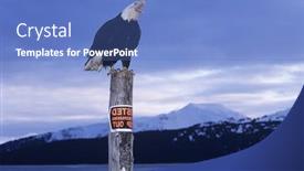  Presentation with eagle - Amazing PPT theme having bald-eagle-perched-on-post backdrop and a  colored foreground