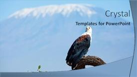  Presentation with kenya - PPT theme featuring bald-eagle-perched background and a light blue colored foreground