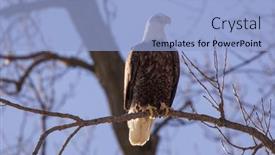  Presentation with eagle - Presentation enhanced with bald-eagle-sitting background and a light blue colored foreground