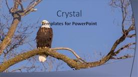  Presentation with eagle - Presentation theme with bald-eagle-sitting background and a teal colored foreground