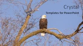  Presentation with eagle - Colorful PPT theme enhanced with bald-eagle-sitting backdrop and a light blue colored foreground