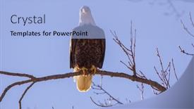  Presentation with bald - Slide set having bald-eagle-sitting background and a light blue colored foreground