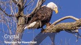  Presentation with bald - Amazing presentation design having bald-eagle-sitting backdrop and a ocean colored foreground