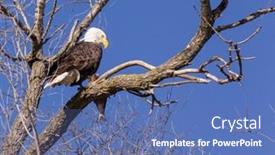  Presentation with eagle - Presentation theme consisting of bald-eagle-sitting background and a teal colored foreground