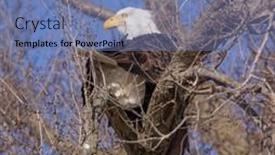  Presentation with bald - Beautiful slide set featuring bald-eagle-sitting backdrop and a teal colored foreground