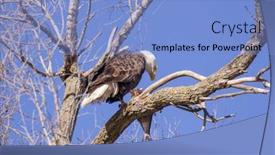  Presentation with eagle - Presentation design with bald-eagle-sitting background and a light blue colored foreground