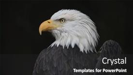  Presentation with eagle - PPT layouts consisting of bald-eagle-with-a-broken background and a dark gray colored foreground