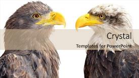  Presentation with bald eagle flying - Theme having bald eagle with sea eagle background and a soft green colored foreground