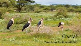  Presentation with serengeti africa - Colorful theme enhanced with bald-headed marabou stork bird backdrop and a gold colored foreground