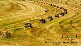  Presentation with hay field - PPT theme with bales-of-hay-or-straw background and a gold colored foreground