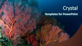  Presentation with reef octopus underwater - Amazing slides having bali barat national park indonesia backdrop and a ocean colored foreground