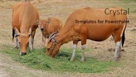 Presentation with cattle - Theme enhanced with bali cattle cows and calf background and a coral colored foreground