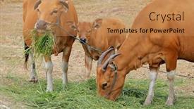  Presentation with bali - Amazing presentation theme having bali-cattle-cows-and-calf backdrop and a coral colored foreground