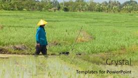  Presentation with paddy field - 