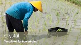  Presentation with paddy field - 