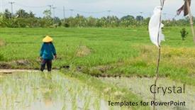  Presentation with paddy field - 