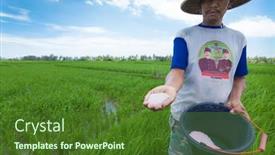  Presentation with crop - Slides consisting of bali-february-15-rice-farmer background and a tawny brown colored foreground