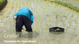  Presentation with paddy field - 