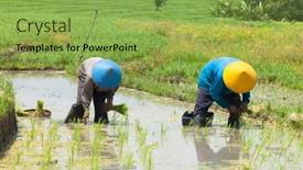  Presentation with rice paddy - 