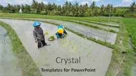  Presentation with paddy field - 